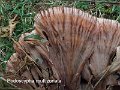 Podoscypha multizonata-amf1807-1